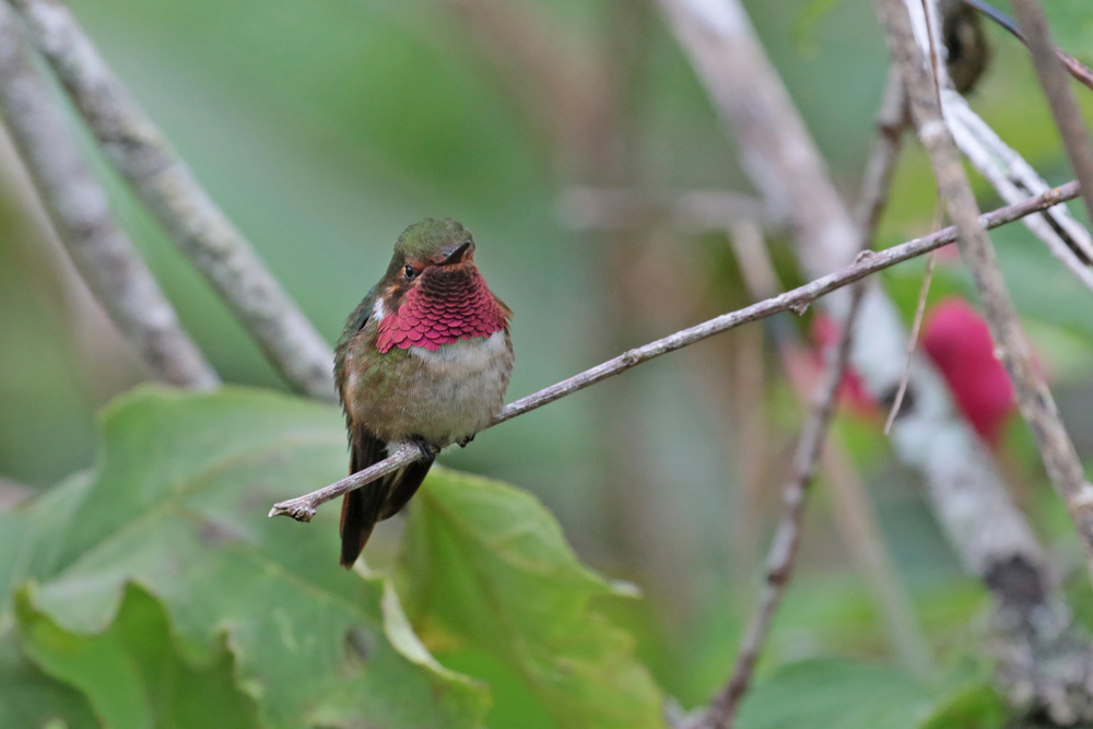 Ruby-throated Hummingbird